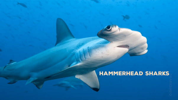 17 Surprising Hammerhead Shark Facts And Some Faqs Dutch Shark Society