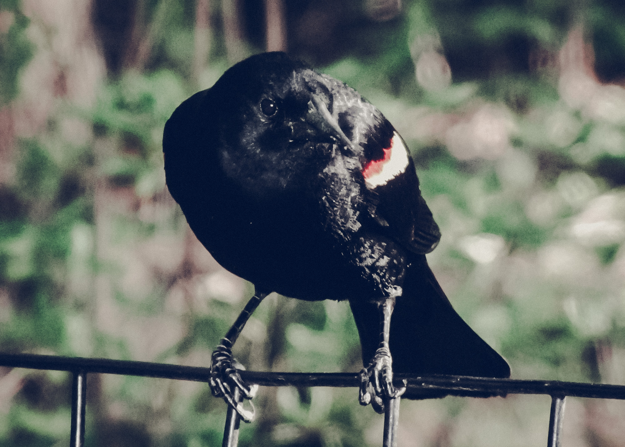 27 Best Images About Red Winged Blackbird On Pinterest David Hale