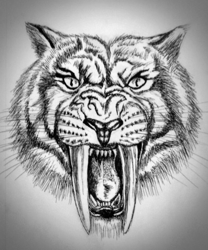 46 Sabertooth Tiger Tattoo Drawings Ideas Sabertooth Tiger Tiger