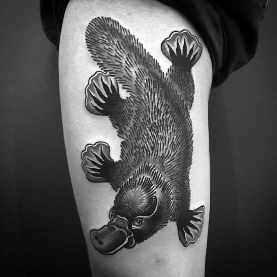 50 Platypus Tattoo Designs For Men Animal Ink Ideas