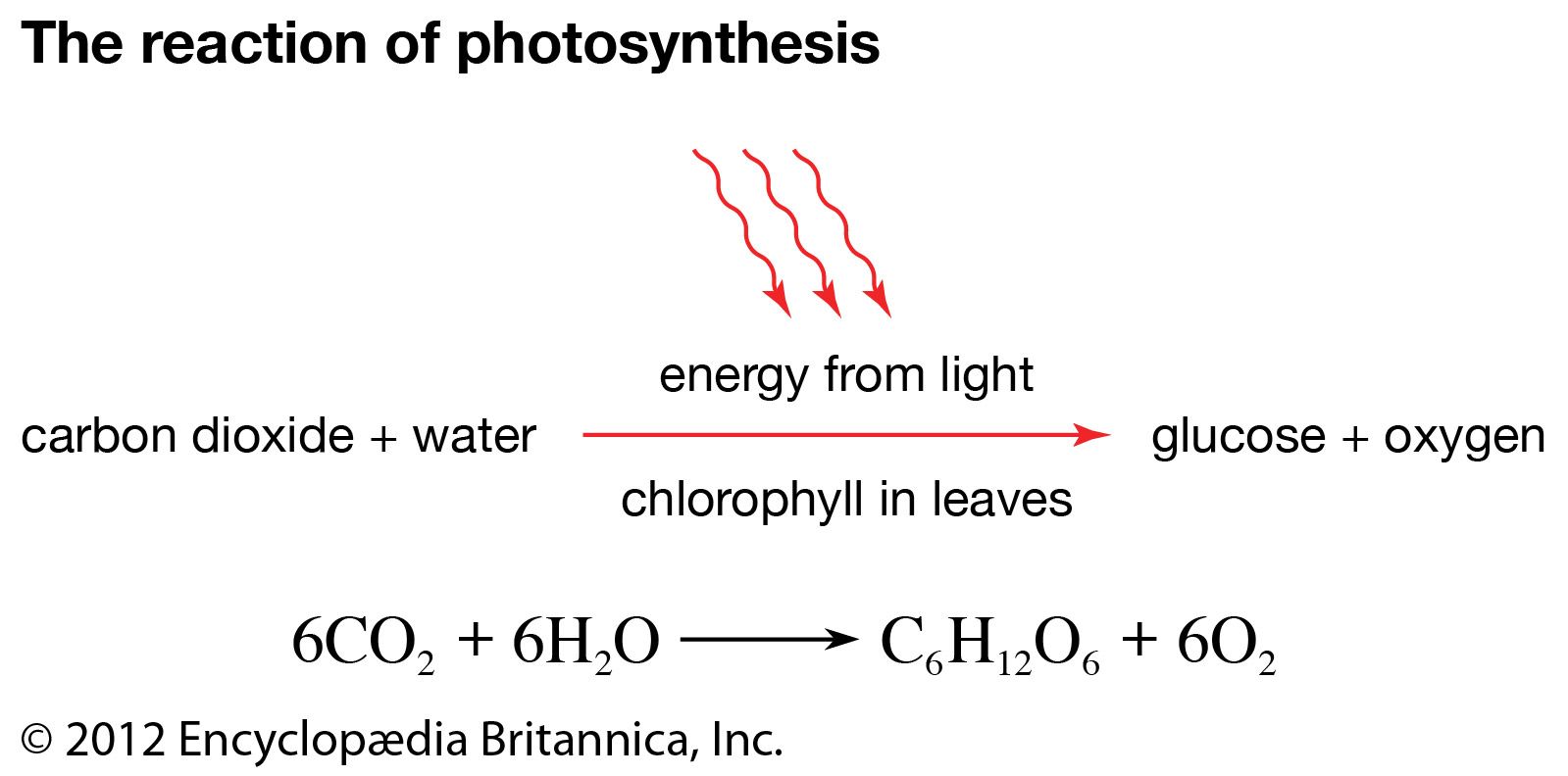 Photosynthesis Simplified: CO2 to Glucose Process Explained