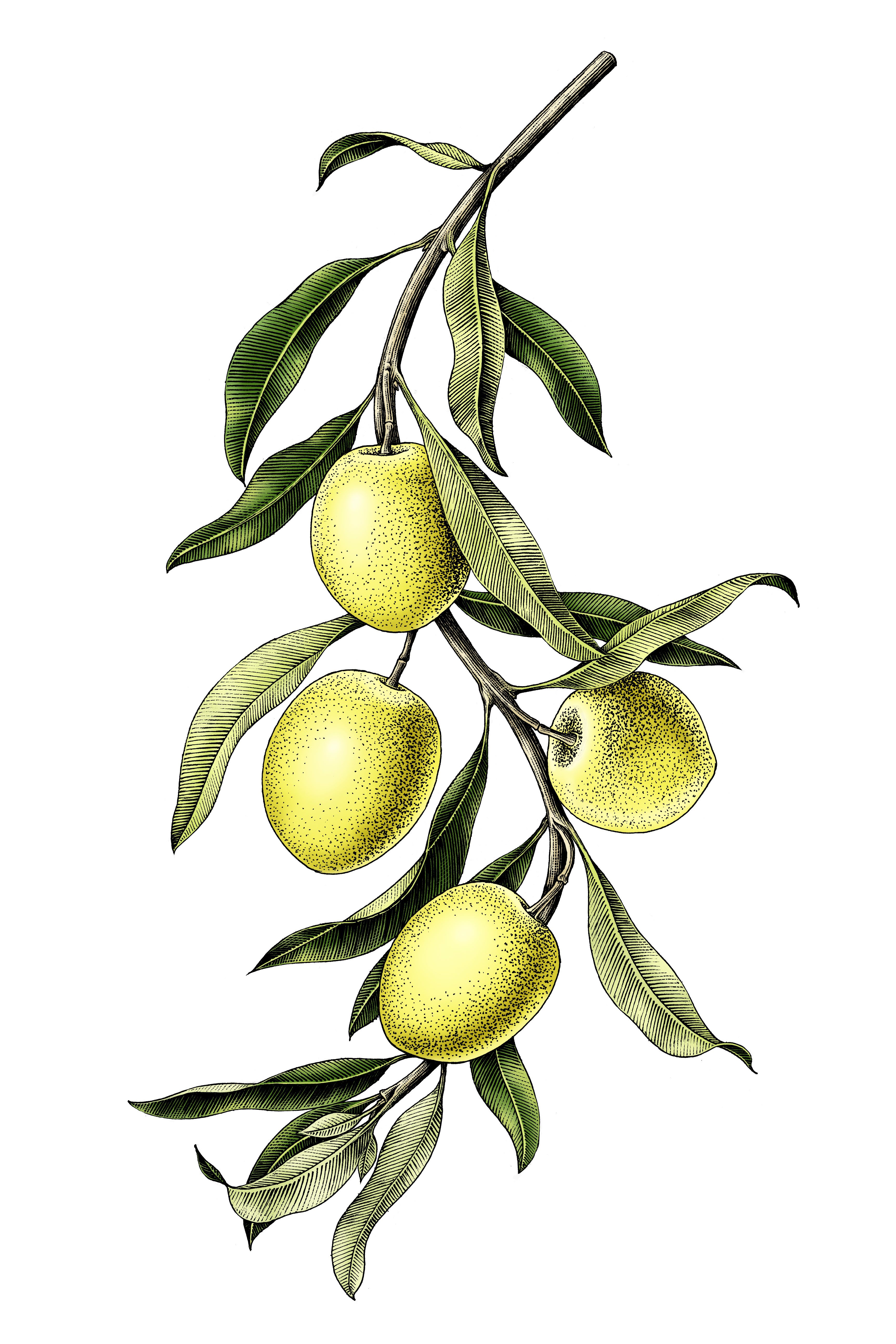 A Drawing Of Olives On A Branch With Leaves