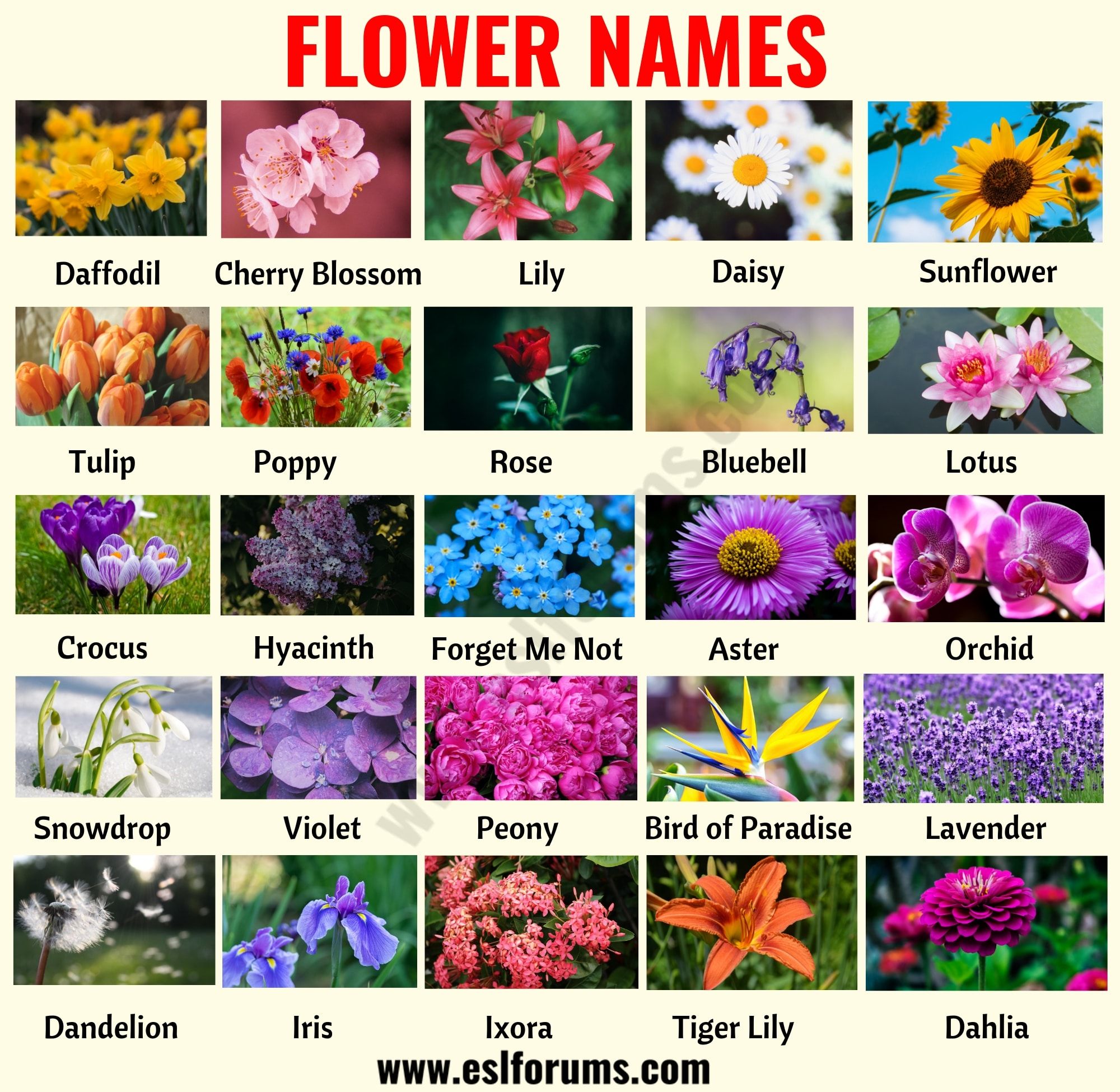 An Image Of Flowers And Their Names