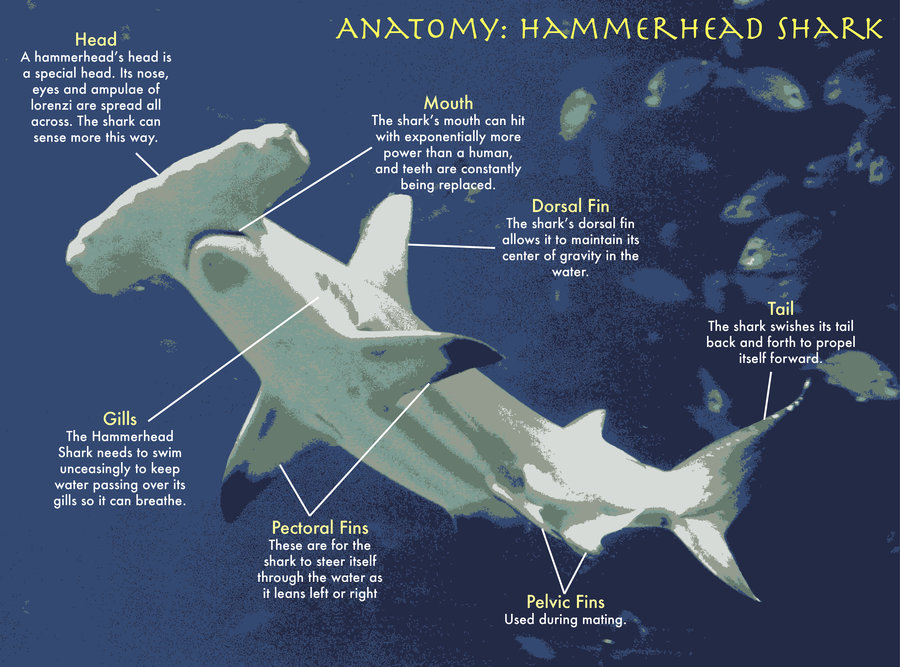 Anatomy The Great Hammerhead