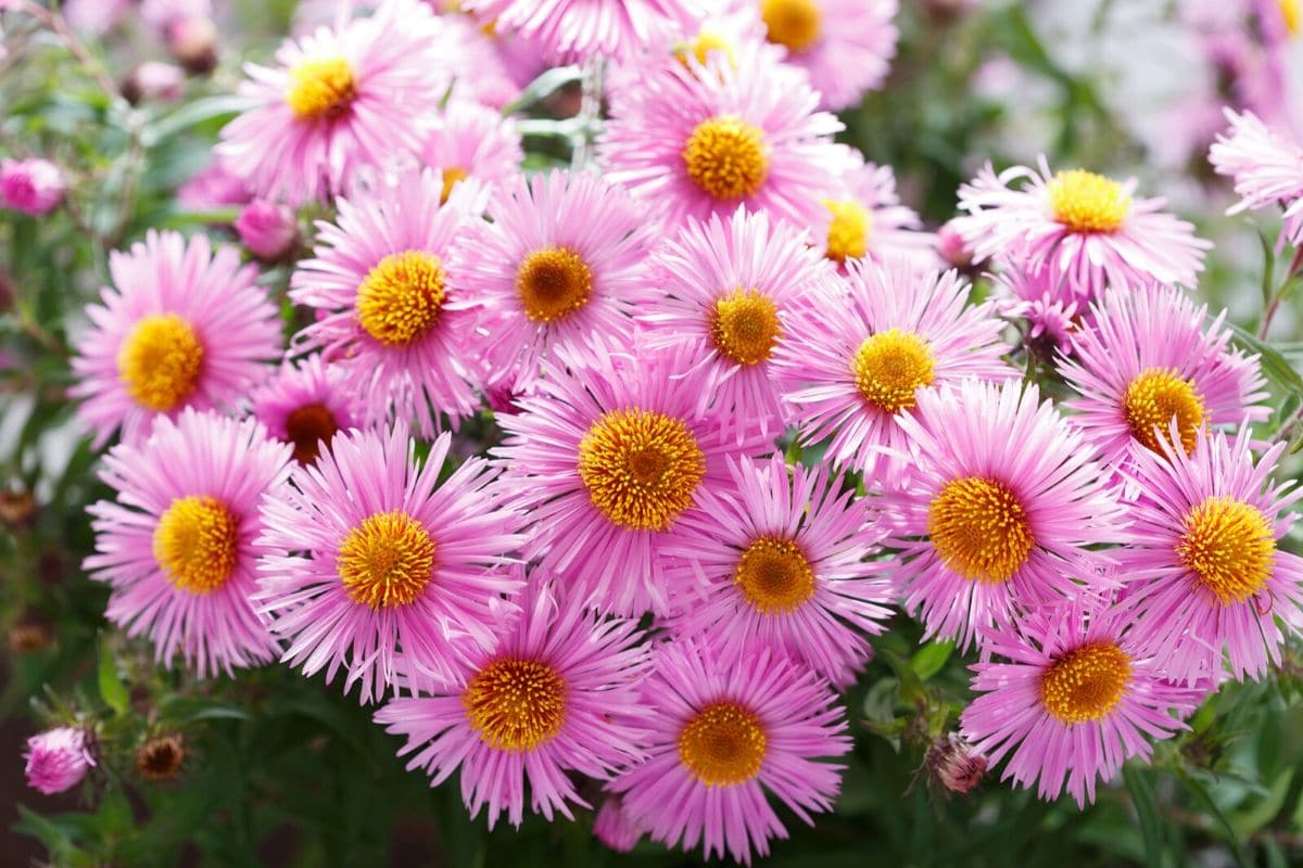 Aster Flower And Meaning