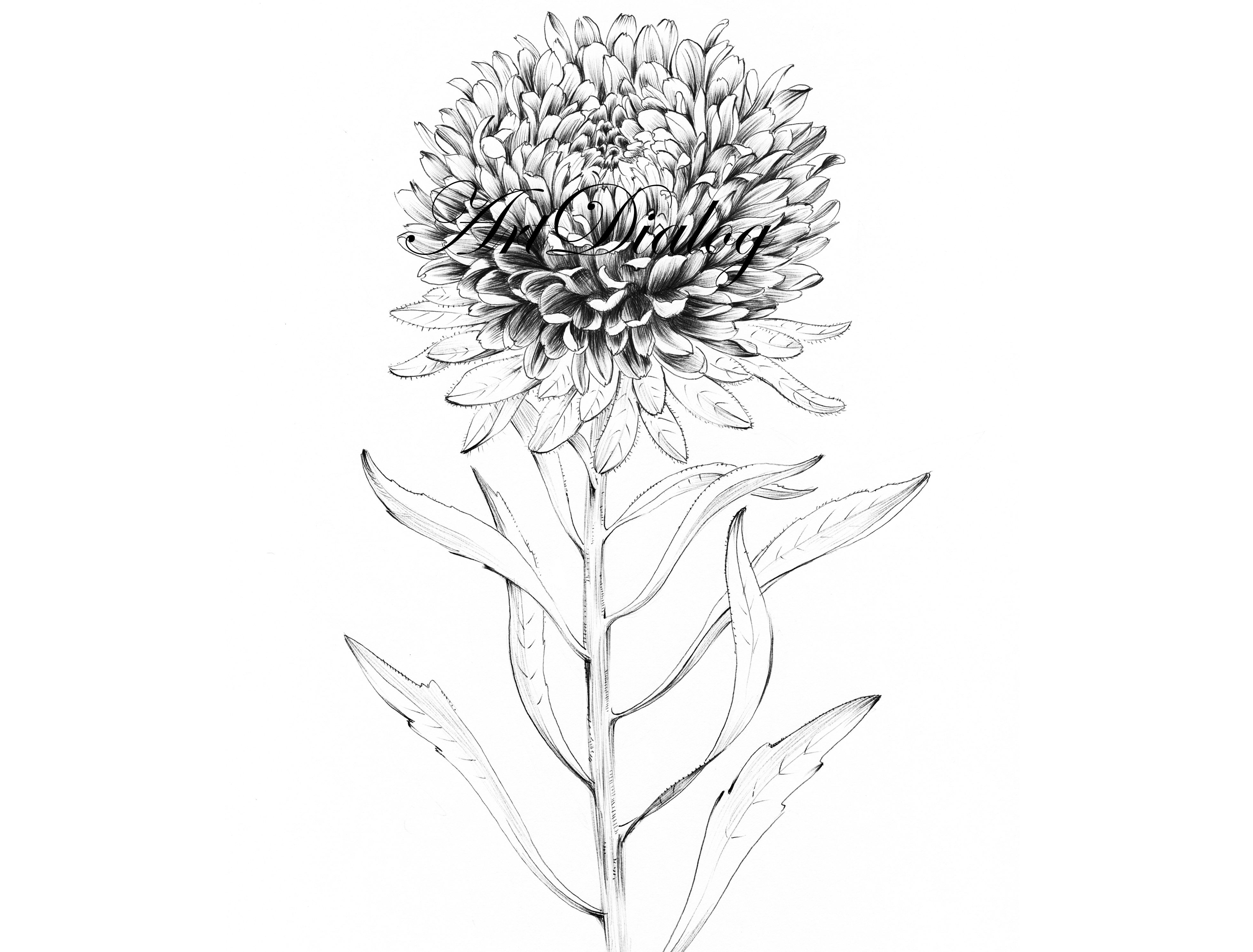 Aster Flower Sketch September Birth Flower Print Hygge Line Drawing Black White