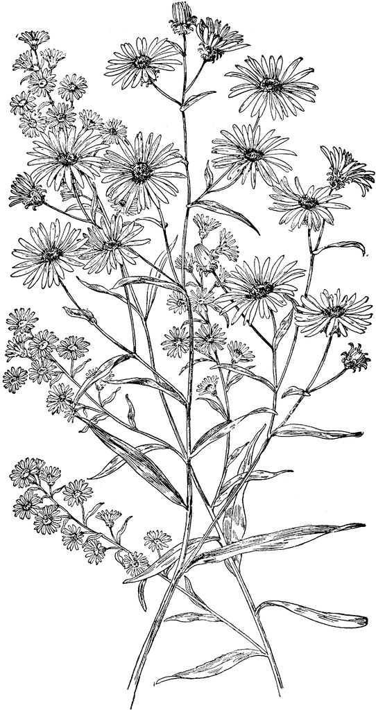 Aster Sketch Print Aster Drawing Floral Drawing Pencil Drawing