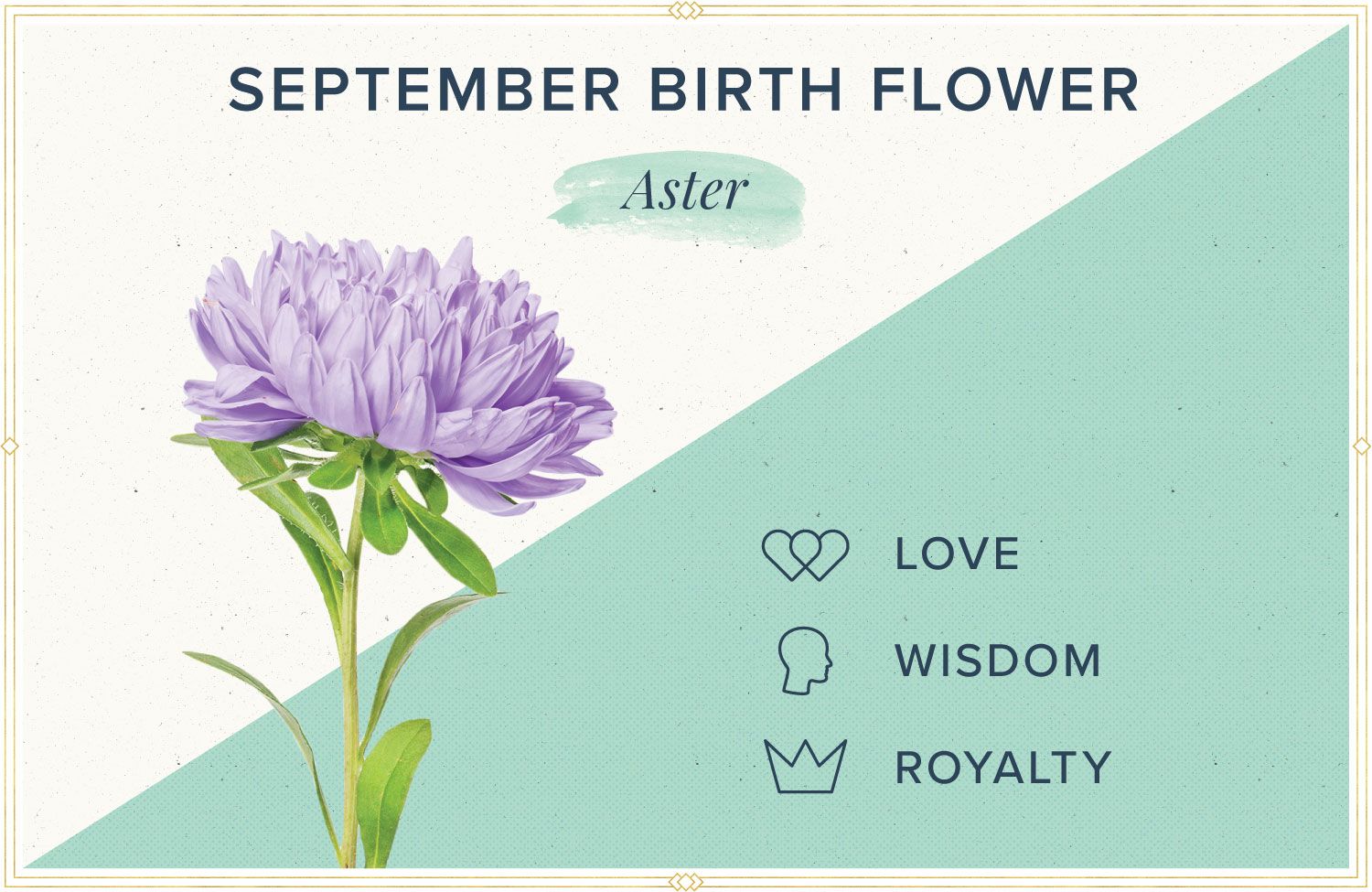 Aster Wall Art September Birth Month Flower Digital Download Etsy Uk