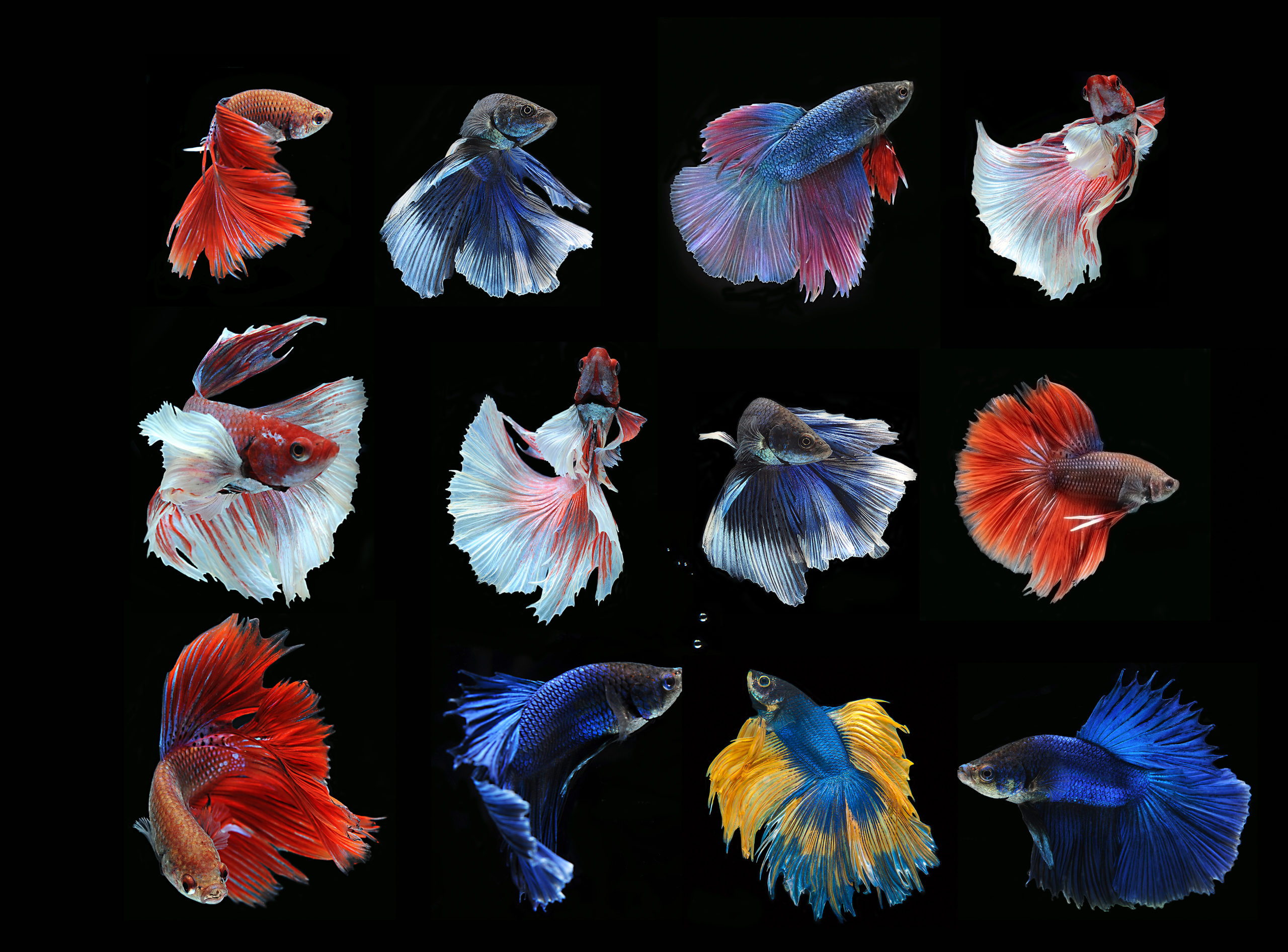 Betta Fish Siamese Fighting Fish High Quality Animal Stock Photos