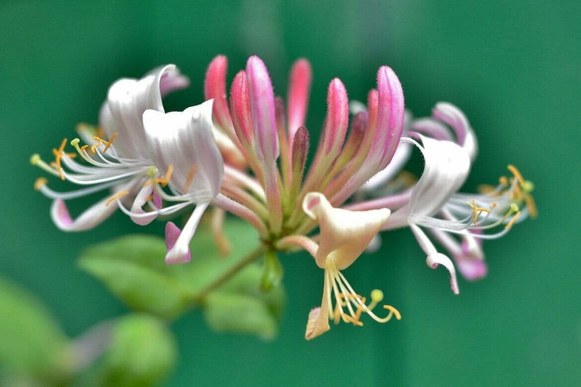 Birth Flowers June Birth Flowers June Birth Flower Birth Flower