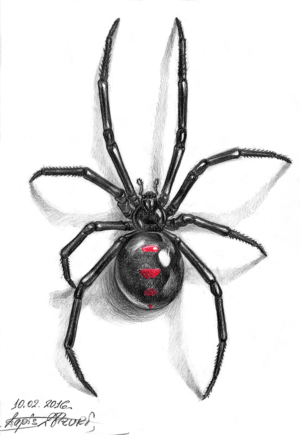 Perfect Black Widow Tattoo Stencil Ideas for Your Ink