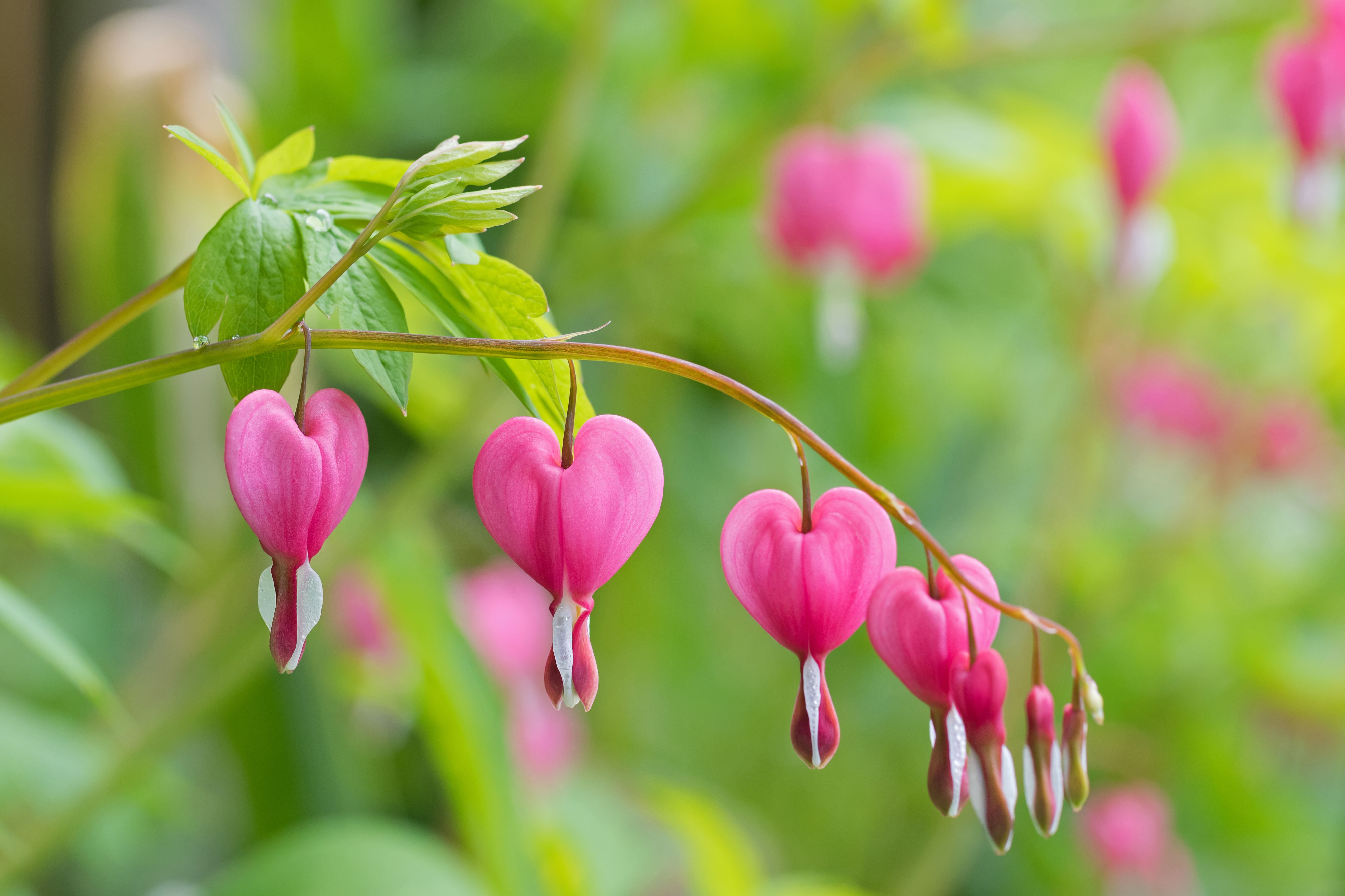 Bleeding Heart Flower