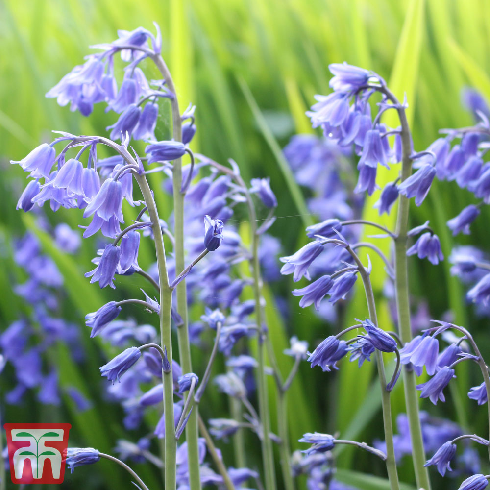 Blue Bells, Sunflowers, and Antler Wonders in Nature