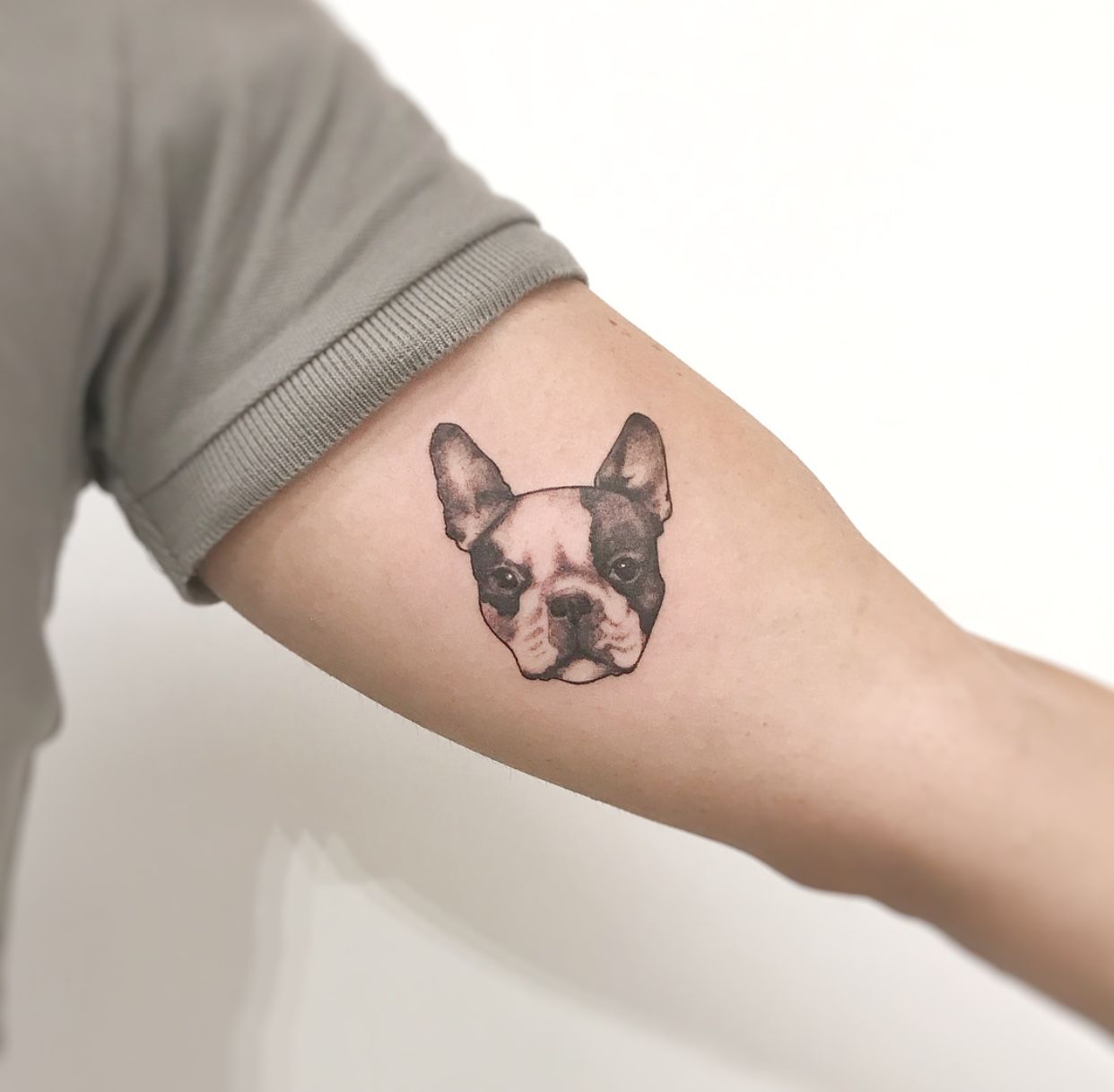 Boston Terrier Tattoo By Ram Lee