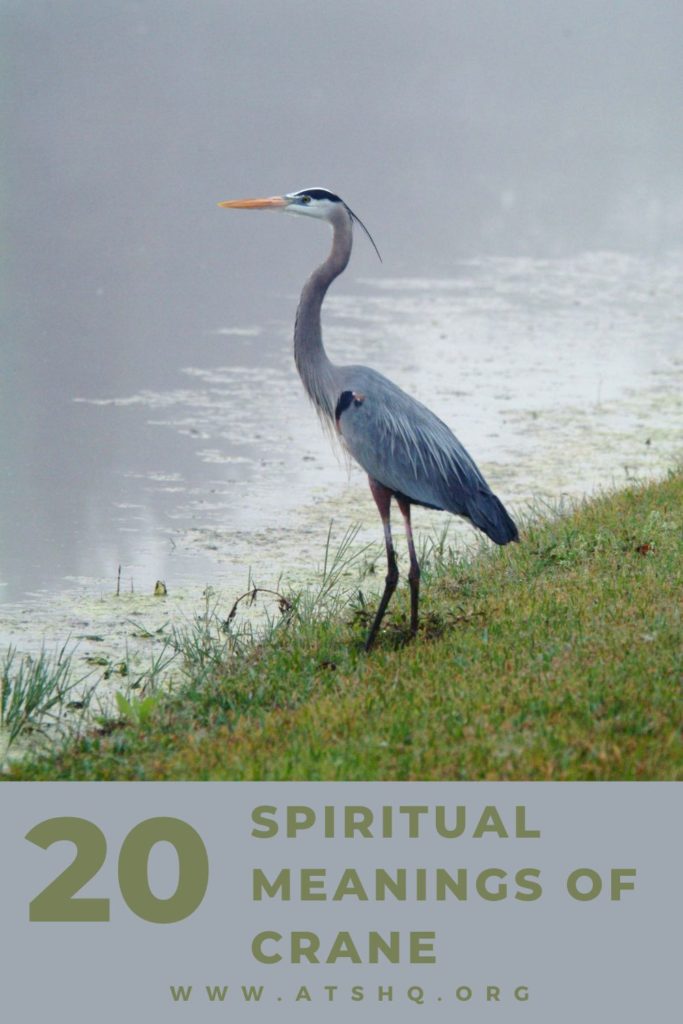 Crane Symbolism 20 Spiritual Meanings Of Crane