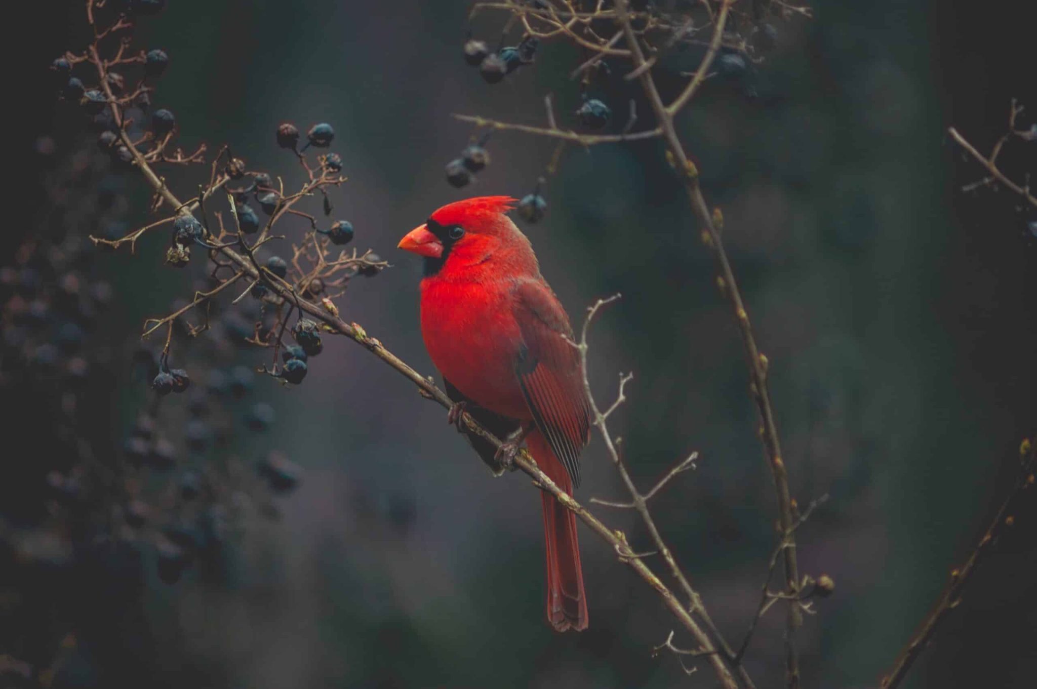 Deceased Loved One Cardinal Flying Memorial Tattoo Designs