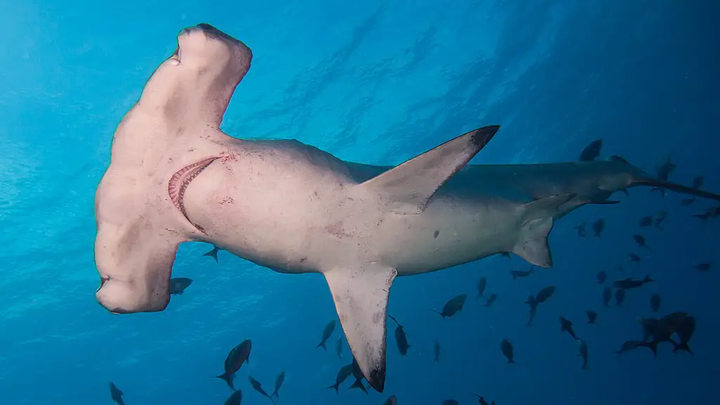 Did You Know These Fascinating Facts About Hammerhead Shark The Wise