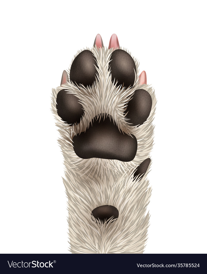 Dog Paw Realistic Royalty Free Vector Image Vectorstock