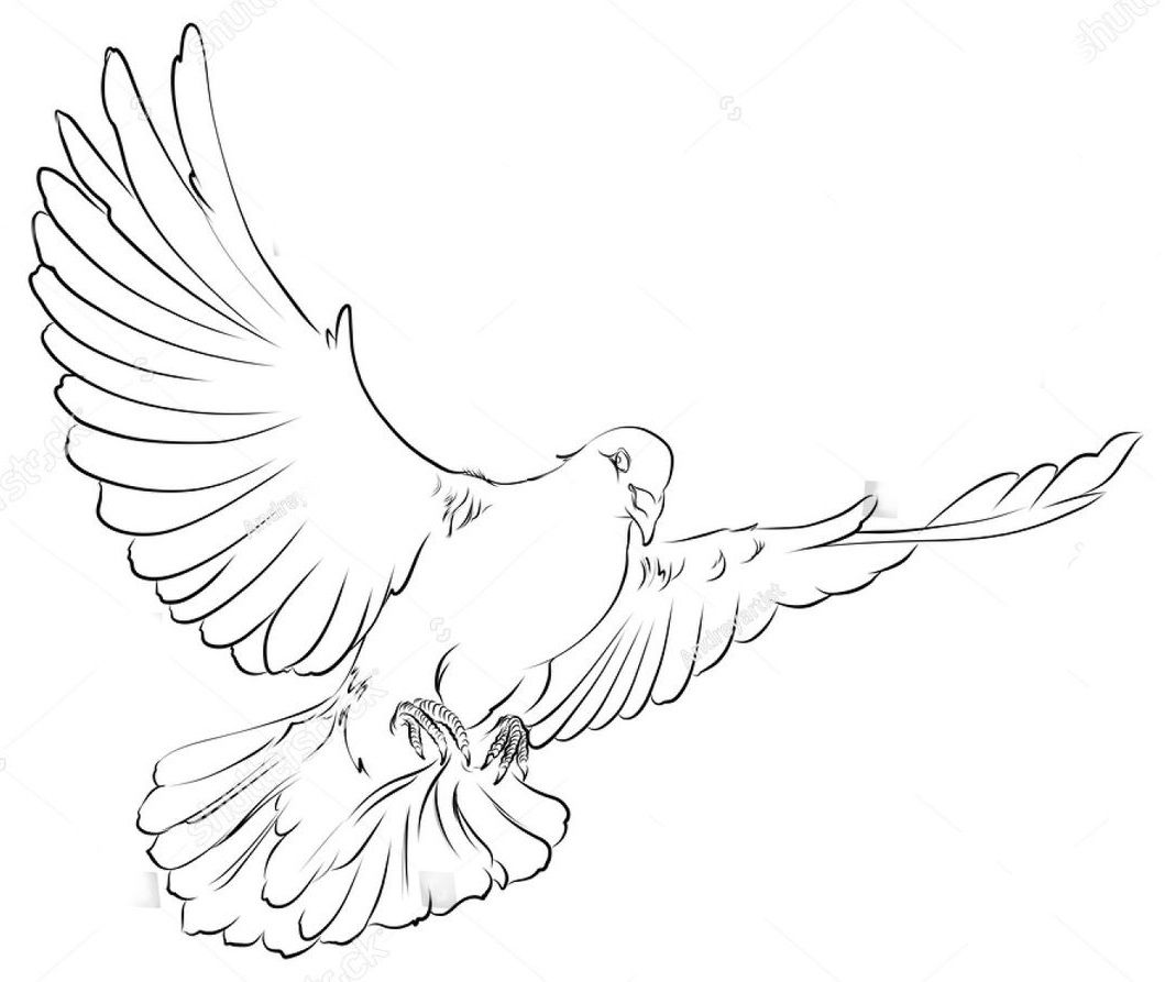 Dove Drawing Tattoo At Getdrawings Free Download