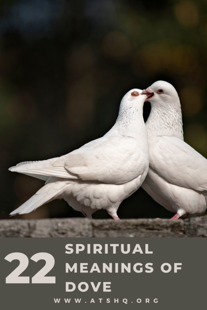 Dove Symbolism And Dove Meanings On Whats Your Sign