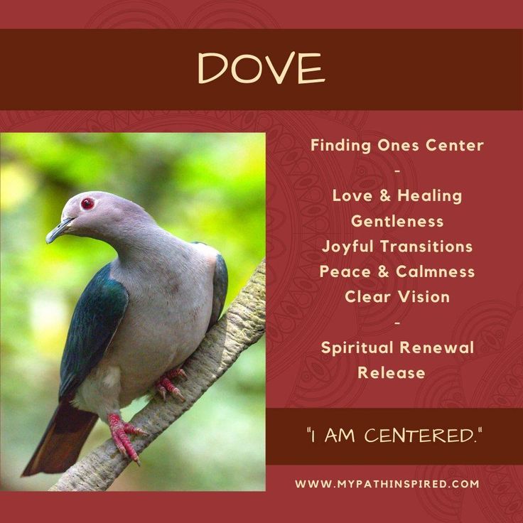 Dove Symbolism Spirit Animal Meaning Spirit Animal Totem Animal Meanings