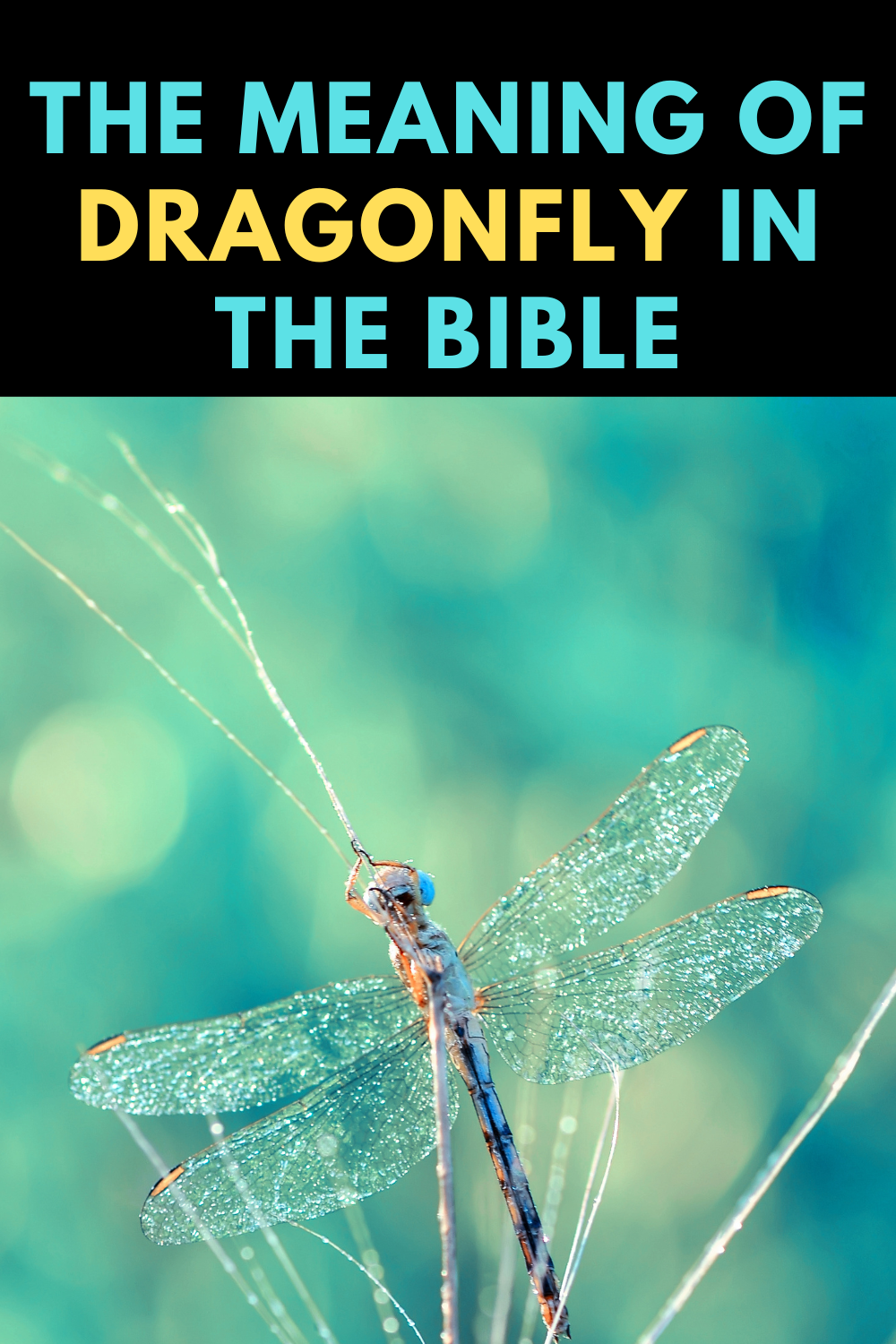 Dragonfly Symbolism And Meaning In Different Cultures