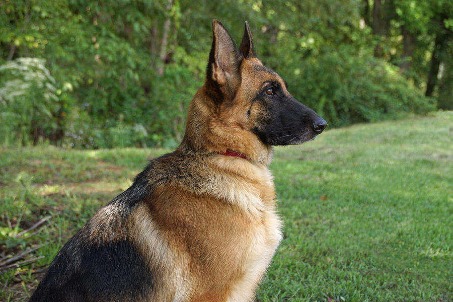 German Shepherd Profile Photograph By Sandy Keeton