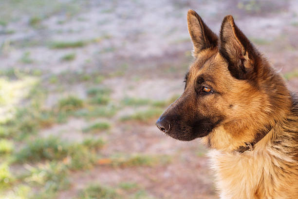 German Shepherd Profile Stock Photos Pictures Royalty Free Images