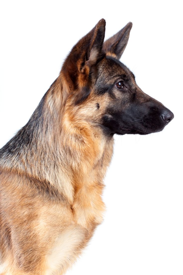 German Shepherd Side Profile: A Stunning View