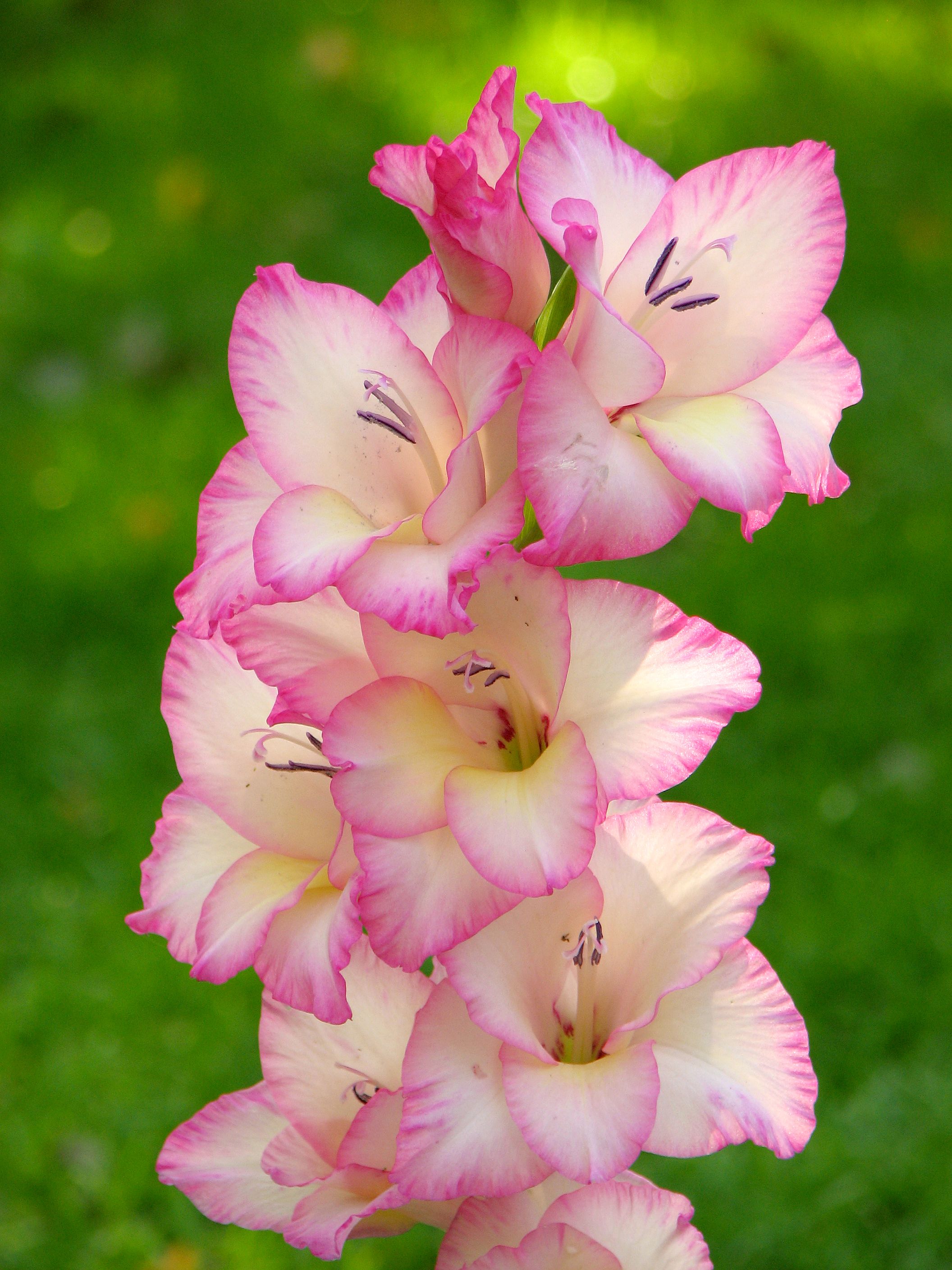 Gladiolus August Birth Month Flower Gladiolus August Birth Flower