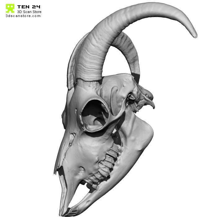 Goat Skull 3D Print Model In 2020 Goat Skull Skull Skull Carving