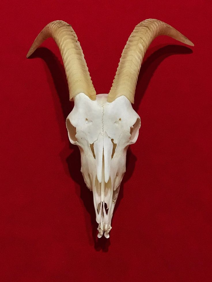 Goat Skull For Sale Real Horns Unusual Taxidermy Oddity Etsy Goat