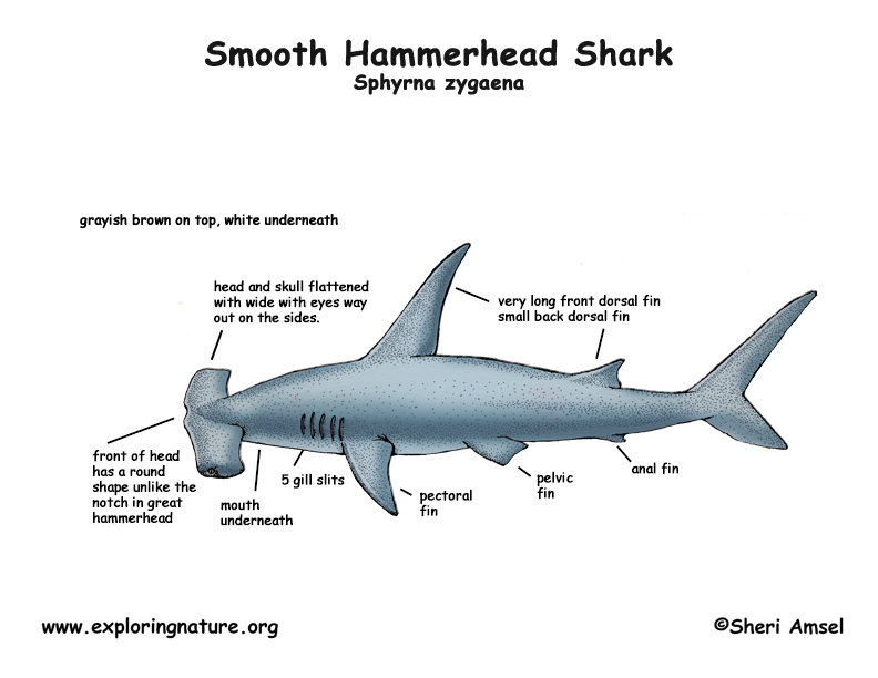 Hammerhead Shark Anatomy Diagram