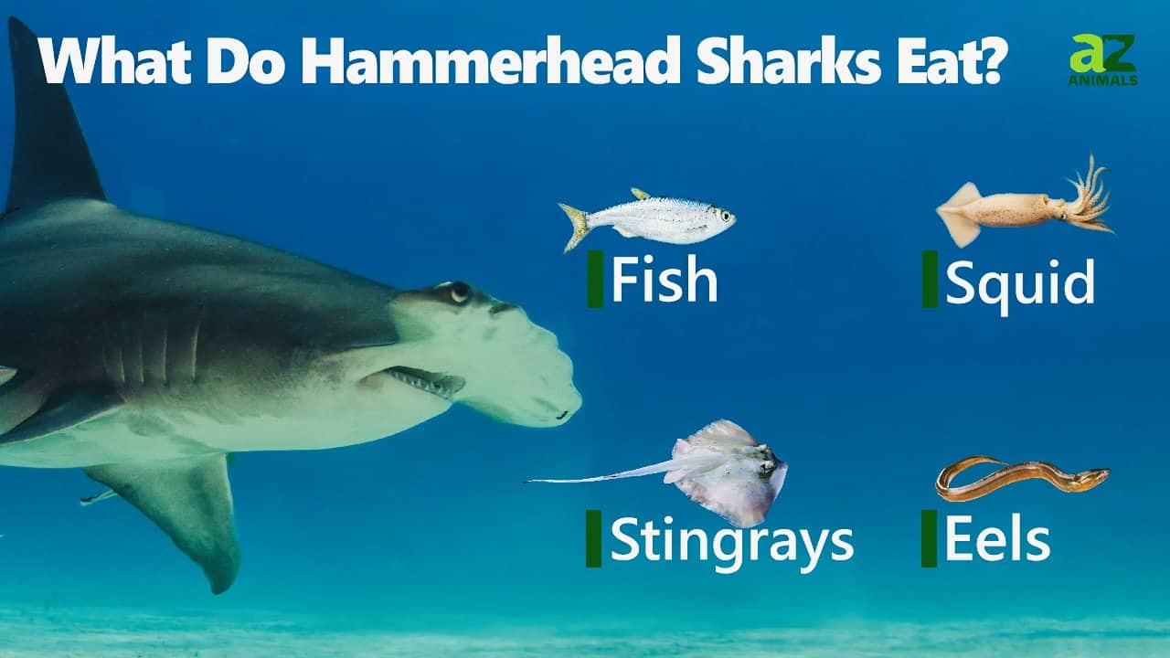 Hammerhead Shark Diet Size Facts Britannica