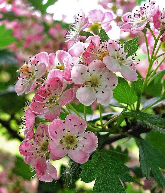 Hawthorn Flower By Wappy Al On Flickr Trees And Shrubs Flowering Trees