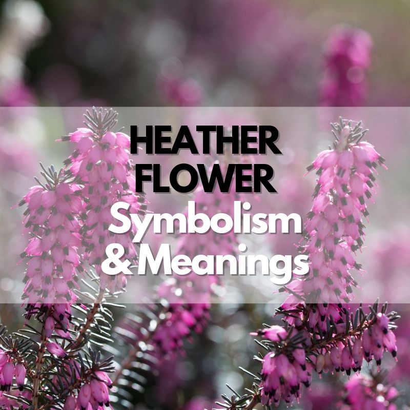 Heather Tattoos Symbolism Meanings And More In 2023 Pink Ribbon