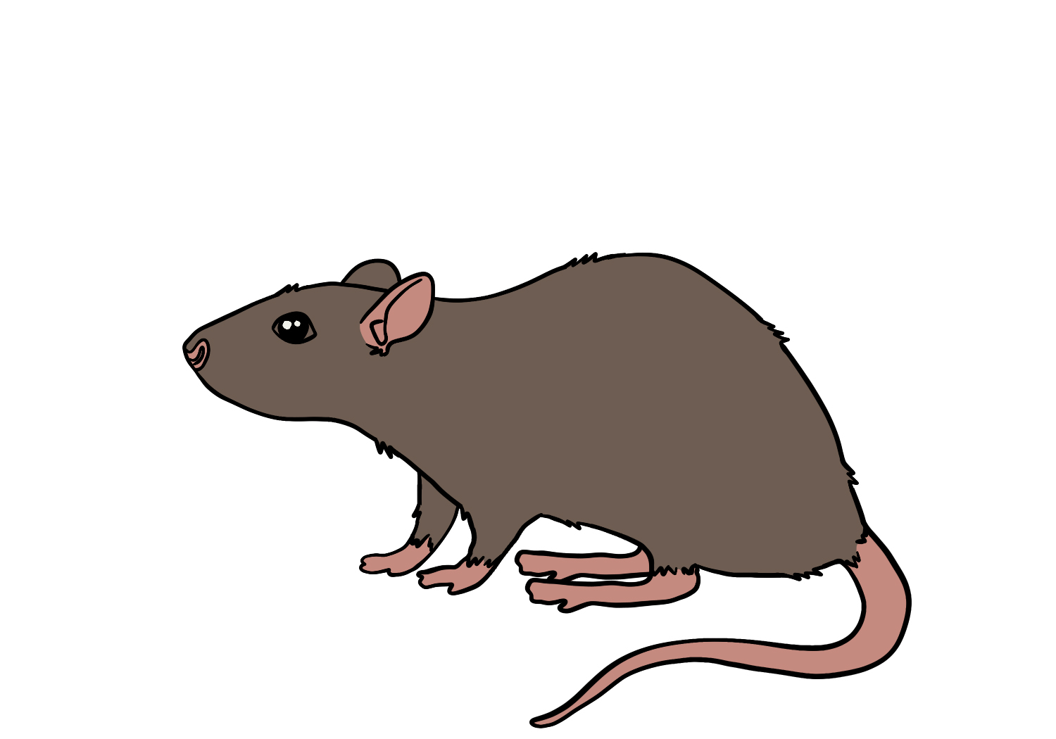 How To Draw A Rat