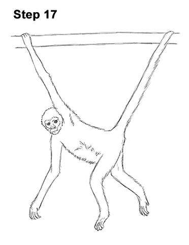 How To Draw A Spider Monkey Drawingnow