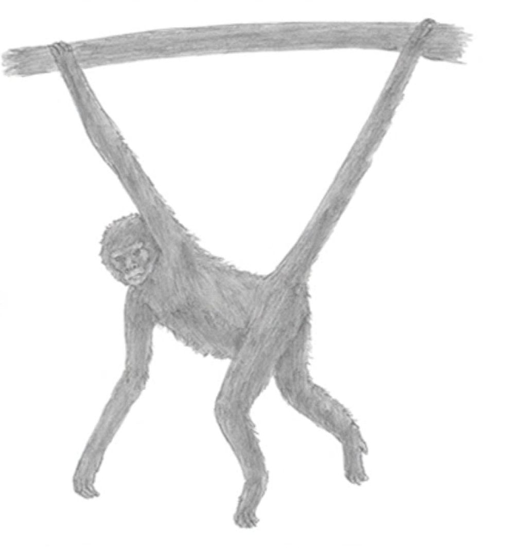 How To Draw A Spider Monkey