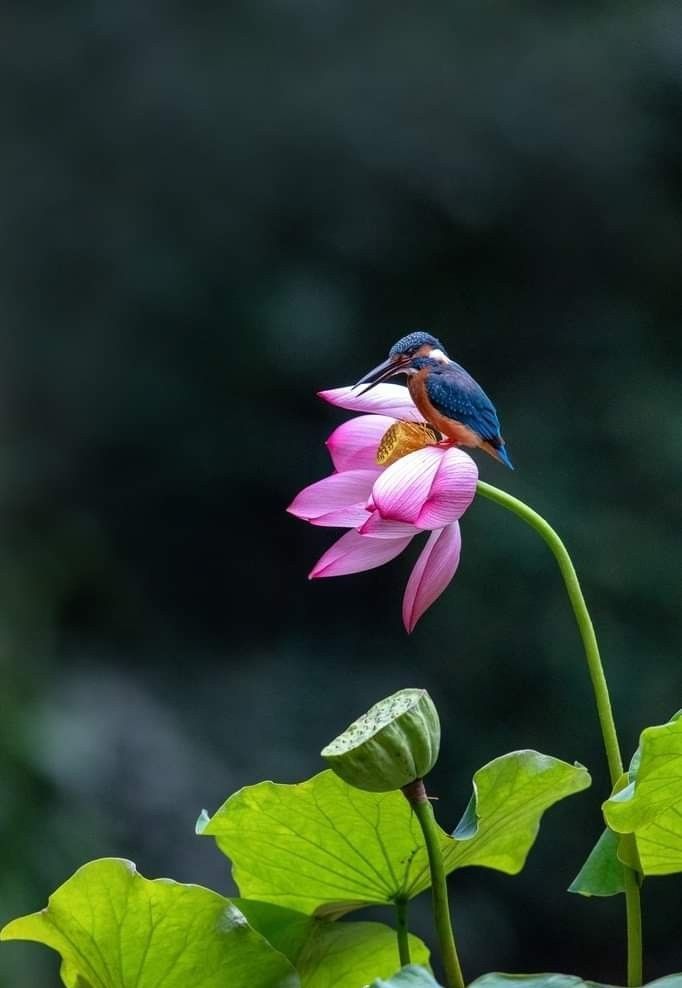 Hummingbird And Lotus Flower Tattoo Meaning Best Flower Site