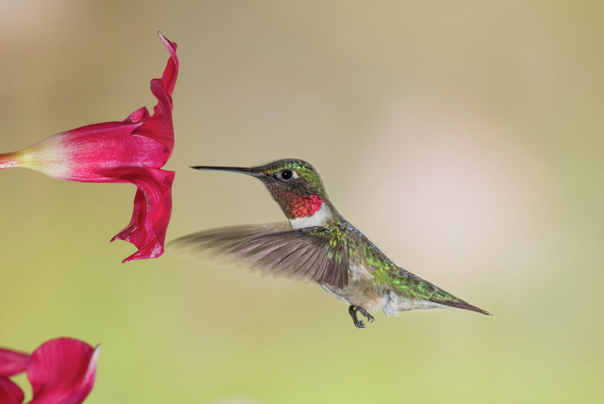 Hummingbird Tattoo With Flowers Beautiful Flower Arrangements And