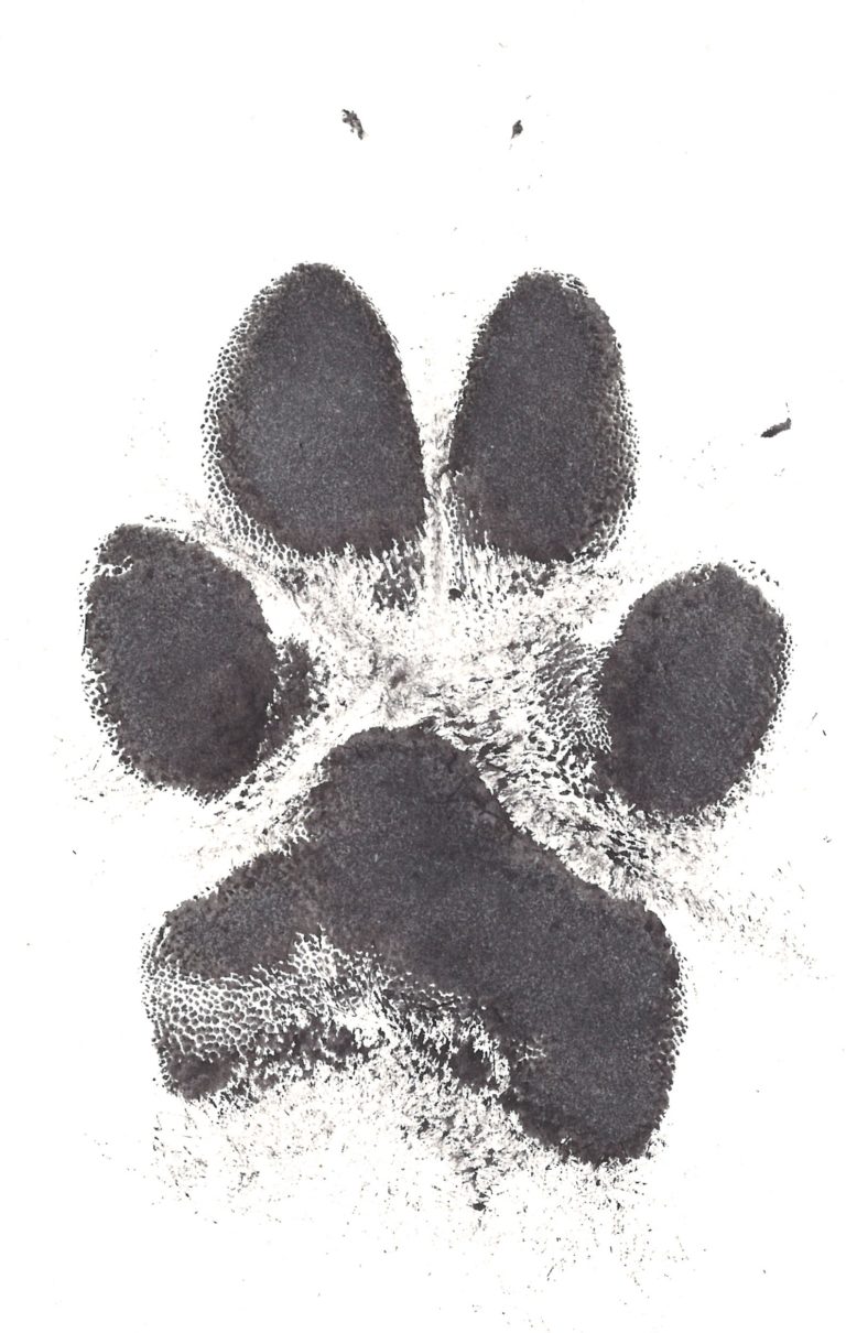 Ink Paw Print Edenhills Pet Cremation A Lifetime Of Unconditional Love