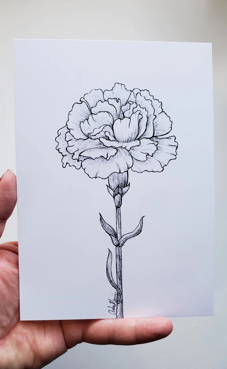 Inked Carnation Print January Birth Flower Etsy Flower Drawing