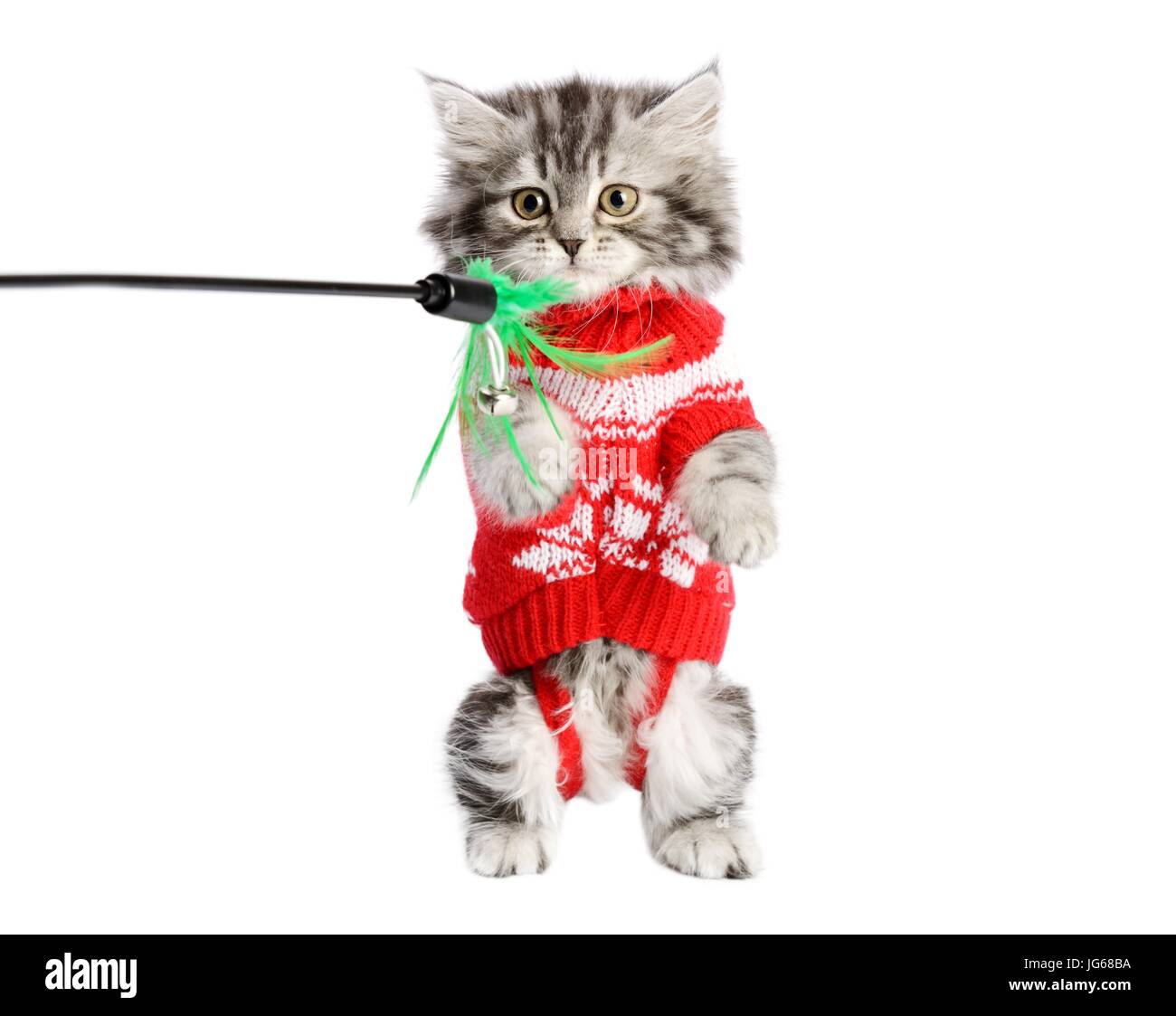 Kitty Dressed In Red Stock Photo Alamy