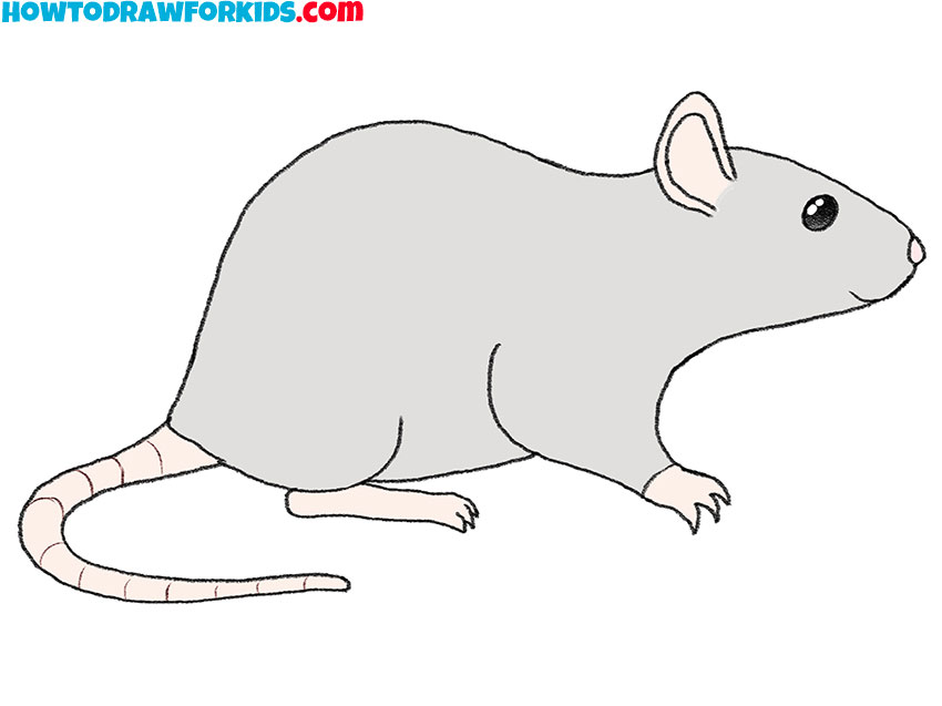 Learn How To Draw A Rat Rodents Step By Step Drawing Tutorials