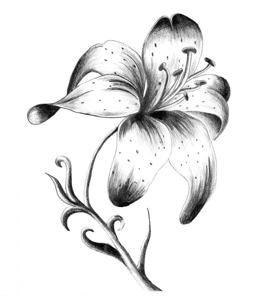 Lily Drawing Tattoo At Getdrawings Free Download