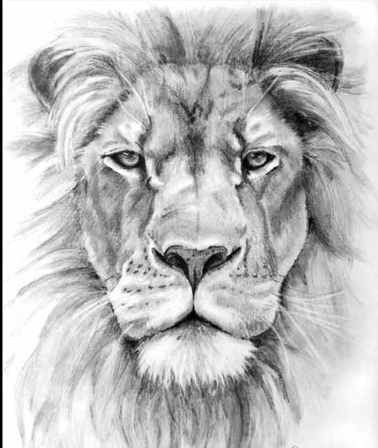 5 Tips for Drawing Lion Head Plains Tattoo