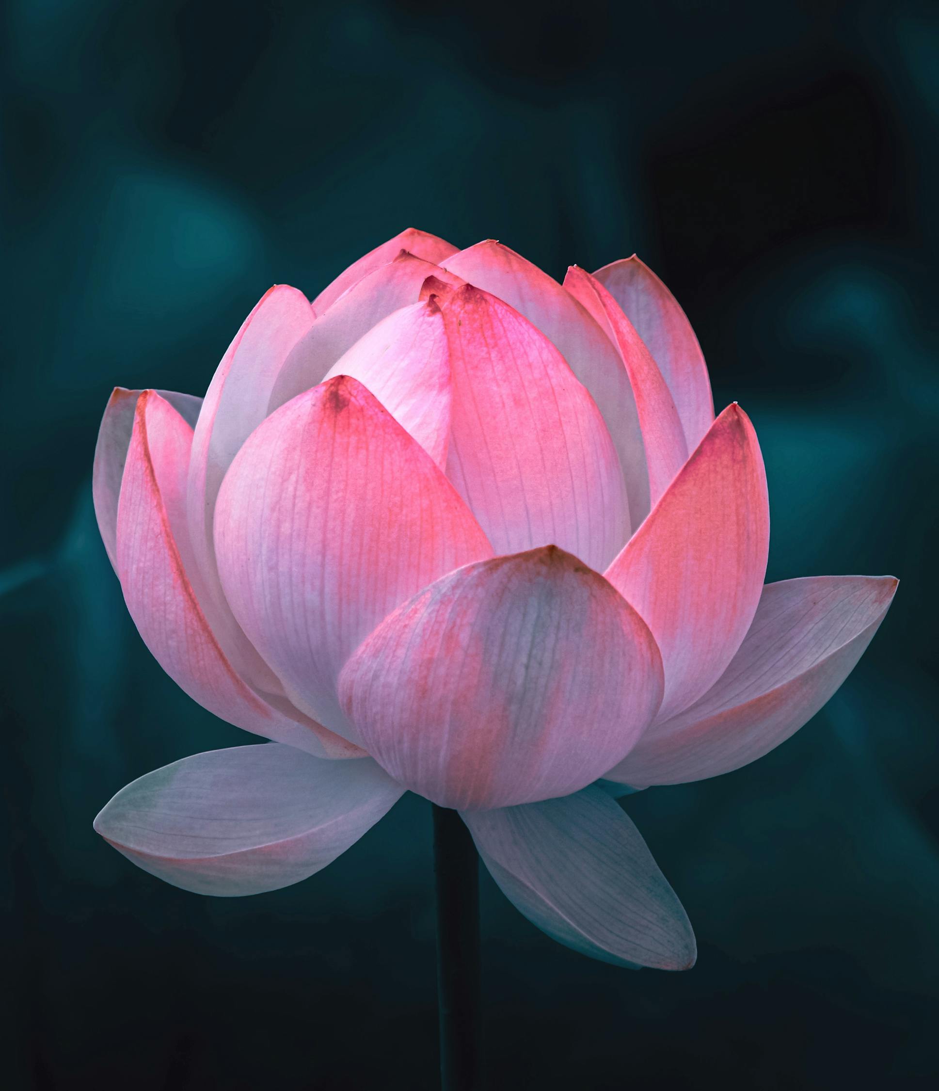 Lotus Flower A Single Lotus Flower Shining In The Sun 24663768 Stock