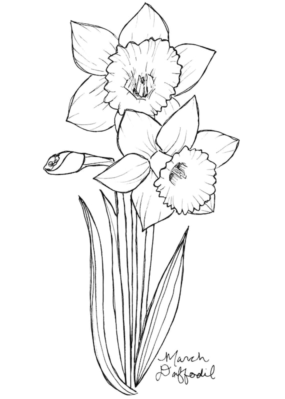 Draw Your Own March Birth Flower: Daffodil Delight