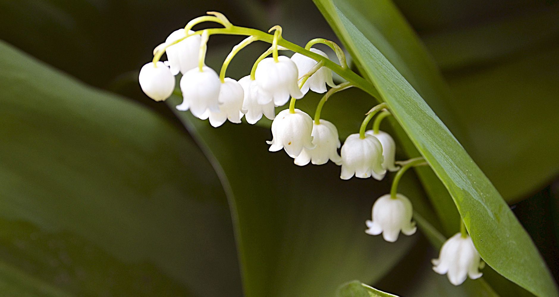 May Amp 39 S Birth Flowers Lily Of The Valley And Hawthorn Zing Flowers